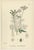 British Hedge-Parsley Botanical Pair, Hand-Colored Engravings, England 1902 This refined pair of original hand-colored...