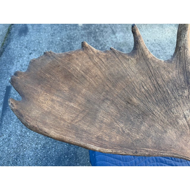 Bone Extra Large Vintage Moose Antler Wall Mount For Sale - Image 7 of 8