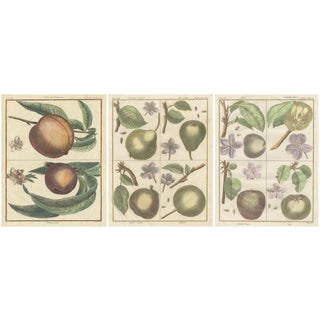 Poiteau and Turpin, Illustrations of Apples, Pears and Peaches, Engravings, 1820, Set of 3 For Sale