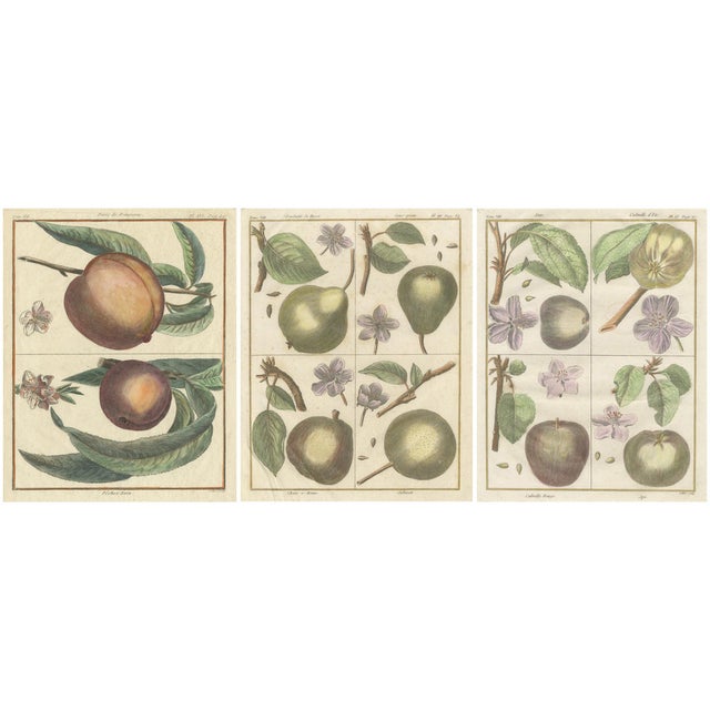 Poiteau and Turpin, Illustrations of Apples, Pears and Peaches, Engravings, 1820, Set of 3 For Sale