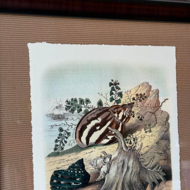 1990s Carl Hoffmann Framed "Conchylien Ii" Shell Print For Sale - Image 4 of 5