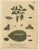 English Moths & Caterpillars – Buff-tip, Winter Moth & Allies, Albin 1720 This original early 18th-century set of four...