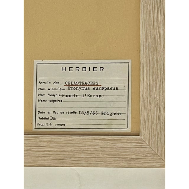 Paper Vintage Set of 4 French Custom Framed Herbarium Herbier Botanical Specimens For Sale - Image 7 of 14