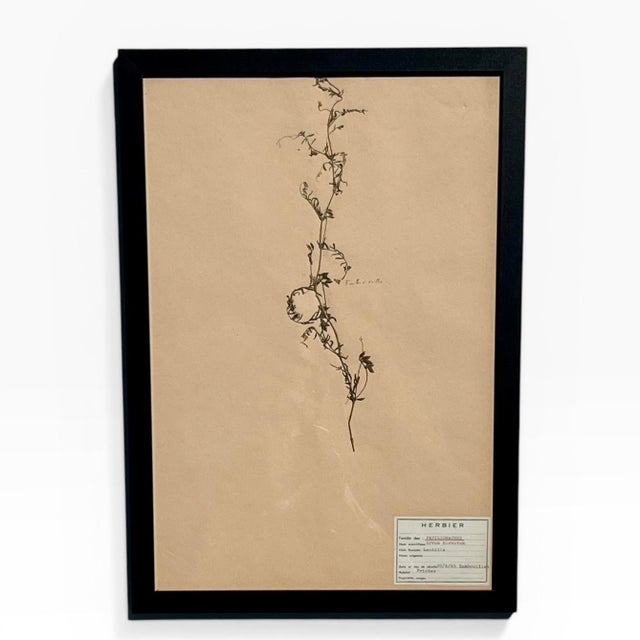 1965 French Herbarium Botanical Specimens – Set of 8 Custom Framed Pressed Botanicals For Sale - Image 6 of 18