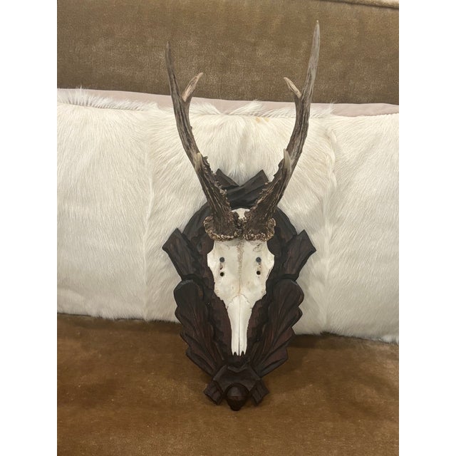 Wood Antique Black Forest Roe Deer Trophy Antler Mount - (#2 of 3 Individual Mounts Listed) For Sale - Image 7 of 12