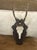 Wood Antique Black Forest Roe Deer Trophy Antler Mount - (#2 of 3 Individual Mounts Listed) For Sale - Image 7 of 12