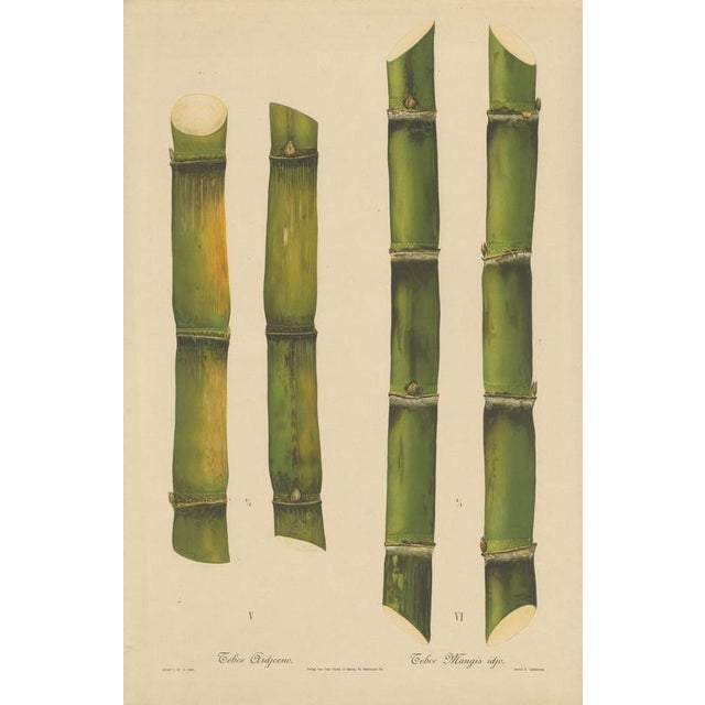 Antique sugarcane chromolithograph, teboe ardjoeno and teboe mangis idjo, 1892 this impressive chromolithographic plate...