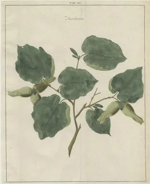 Johann Hermann Knoop, Common Hazel, 1758, Paper