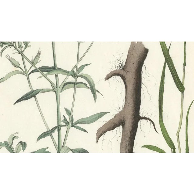 Mid 19th Century Calwer, Hand-Colored Botanical Lithograph of Soapwort and Yellow Asphodel, 1854, Print For Sale - Image 5 of 6