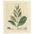 Myrtus Pimenta, 1800s, Paper For Sale - Image 10 of 10