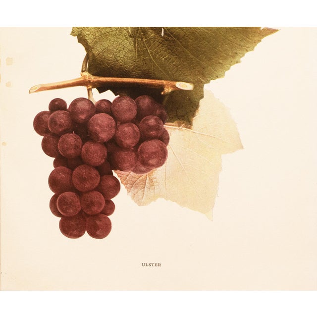 1900s U. P. Hedrick, Original Antique Photogravure of Ulster Grapes For Sale - Image 4 of 7