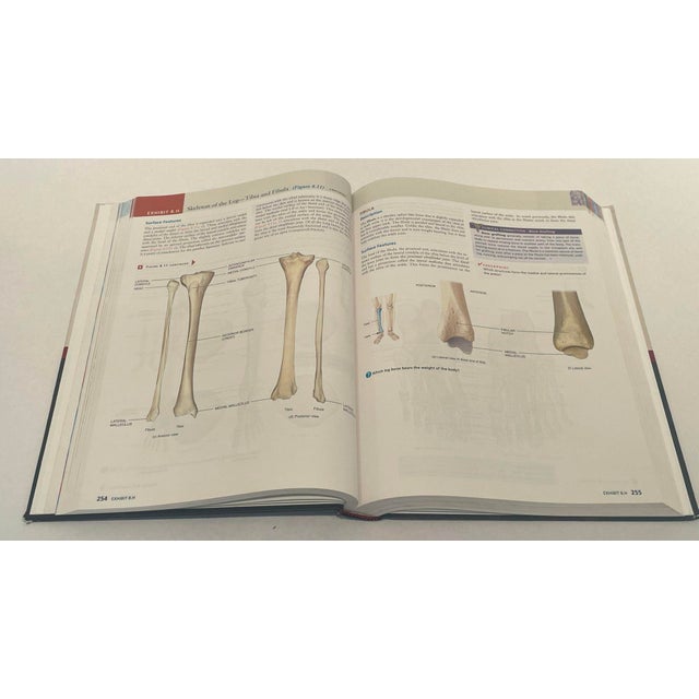 Paper Principles of Human Anatomy by Gerard J. Tortora Mark Nielsen 2012 For Sale - Image 7 of 9