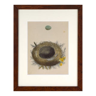 19th C. Francis Morris Bird Nest Woodblock Print 1875 For Sale