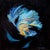 Betta Fish by Ryan Morse | Oil on Panel Oil painting of a colorful betta fish on a dark background. For Sale