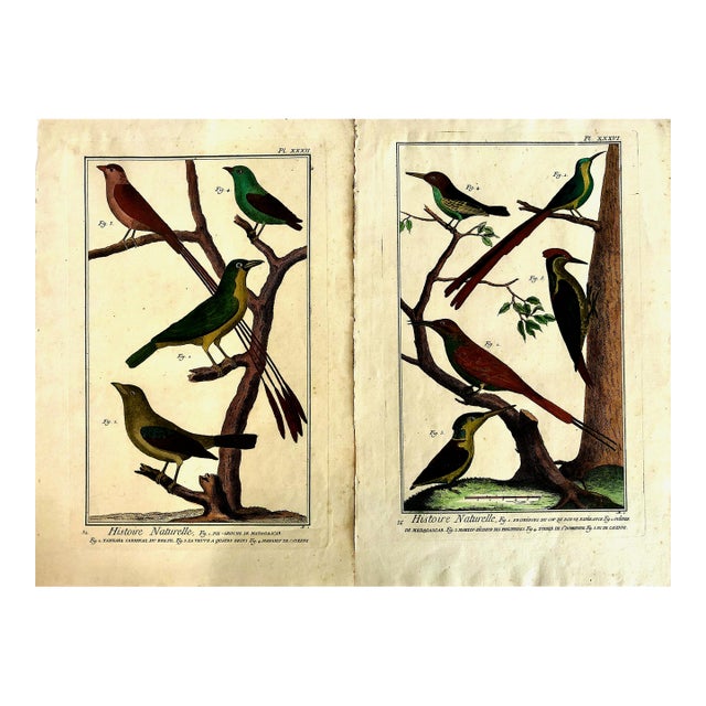 18th-Century Pair of French Hand-Colored Copperplate Engravings of Exotic Birds, by François-Nicolas Martinet For Sale