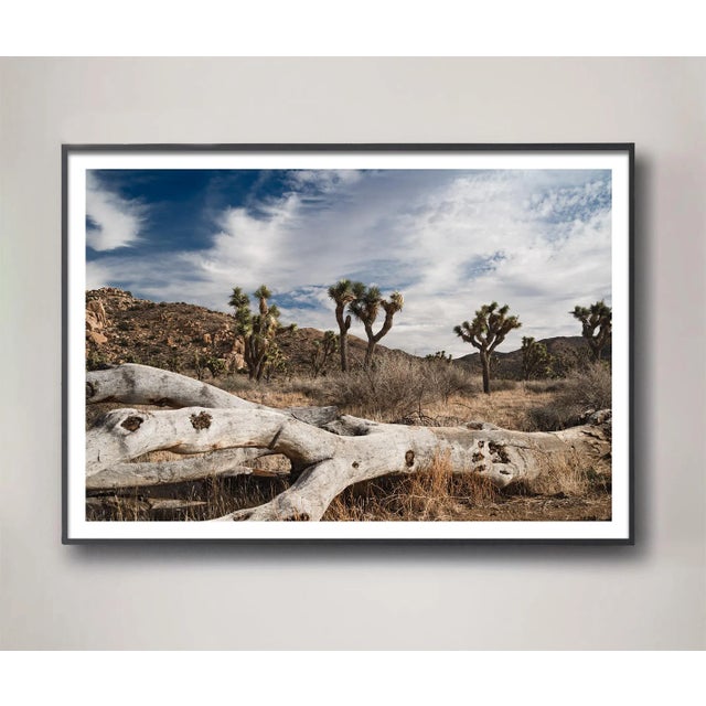 Mark Frohman Joshua Tree Landscape Limited Edition Photograph by Mark Frohman 60" X 40" For Sale - Image 4 of 4