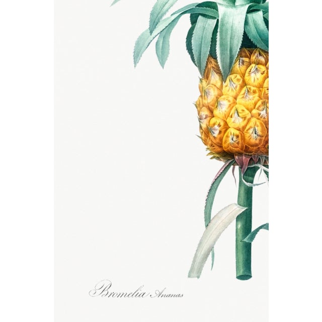 Vintage Pineapple Illustration, Botanical Art Print Reproduction, 32" X 48" For Sale - Image 9 of 10
