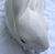 Large Italian Ceramic White Bunny Rabbit Statue for Intrada For Sale - Image 4 of 13