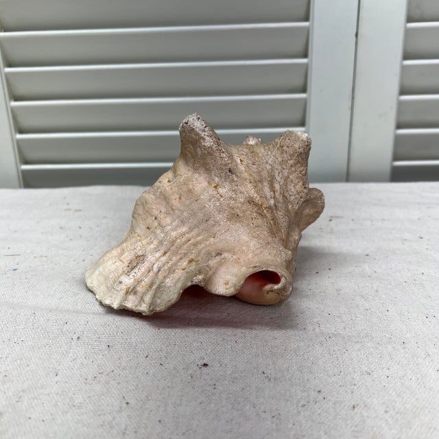 Shell Vintage Natural Conch Shell For Sale - Image 7 of 7