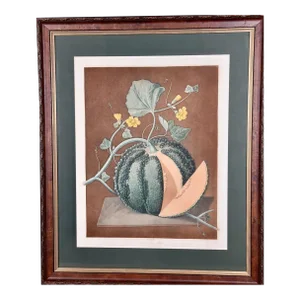 Silver Rock Melon: A Framed 19th C. Color Engraving by George Brookshaw , 1812