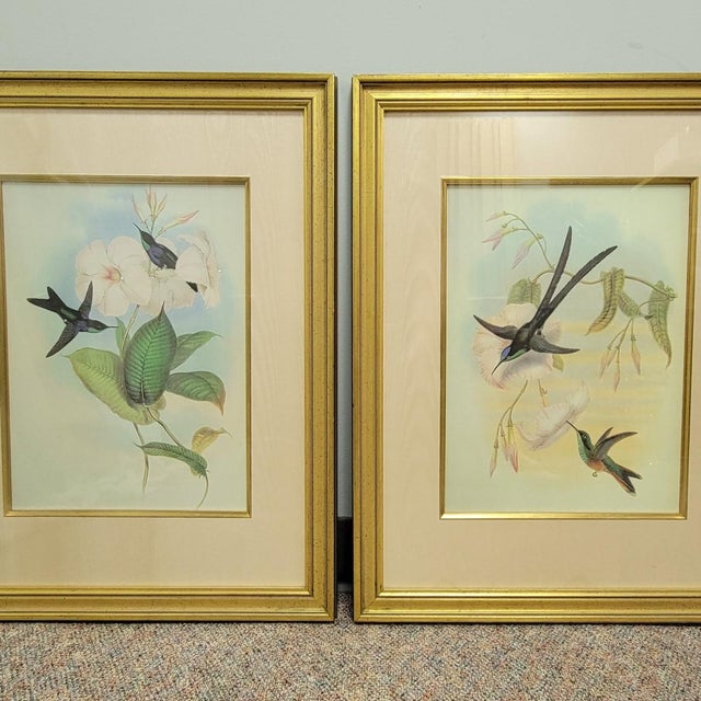 Wood Pair of Framed John Gould Hummingbird Botanical Prints in Gold Frames For Sale - Image 7 of 8