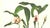 Limited edition reproduction print of one of the most famous botanical works ever produced, "The Orchidaceae of Mexico and...