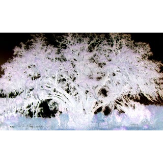 Wise Oak Tree I [Limited Edition 4/10] For Sale