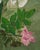"Still Life With Flowers" Painting by Bryan Wilson 3 Ft. 1960 For Sale - Image 4 of 18