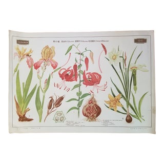 1940s Botanical Flower Poster For Sale