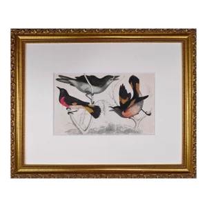 19th Century English Hand Colored Bird Engraving by Goldsmith