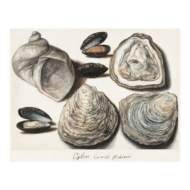 Oysters, Mussels and Moon Horn — 16th-Century Natural History Art Print Reproduction, 20" × 16" For Sale