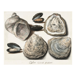 Oysters, Mussels and Moon Horn — 16th-Century Natural History Art Print Reproduction, 20" × 16"
