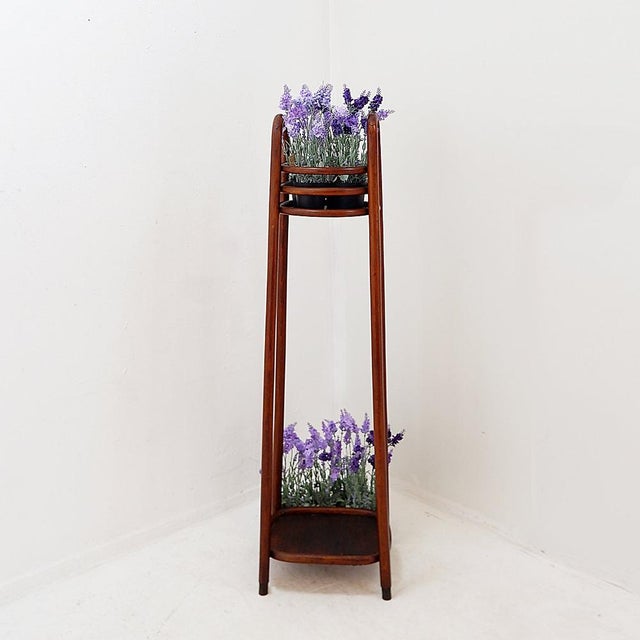 Bentwood Pedestal Flower Stand from Jacob & Josef Kohn, 1890s For Sale - Image 6 of 15