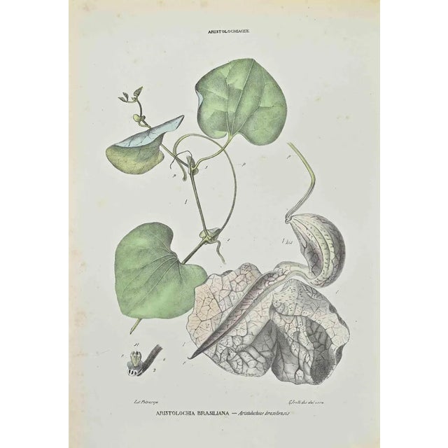 Vincenzo Tenore, Brazilian Aristolochia, Lithograph, 1870s For Sale