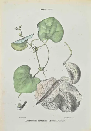 Vincenzo Tenore, Brazilian Aristolochia, Lithograph, 1870s