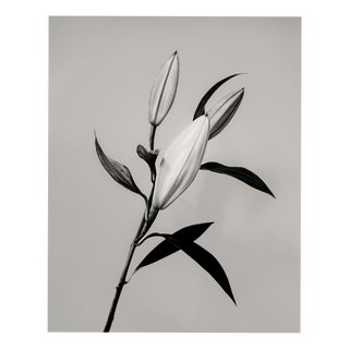 Guy Sargent, The Lily, Archival Pigment Print For Sale