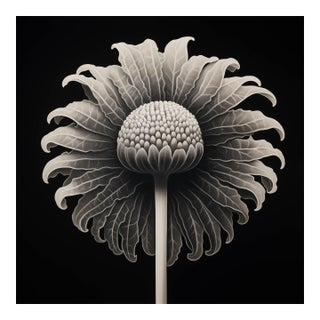 Cotula Turbinata (Mayweed Flower) No. 3 — Black and White Vintage Botanical Photography Print For Sale