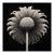 Cotula Turbinata (Mayweed Flower) No. 3 — Black and White Vintage Botanical Photography Print For Sale
