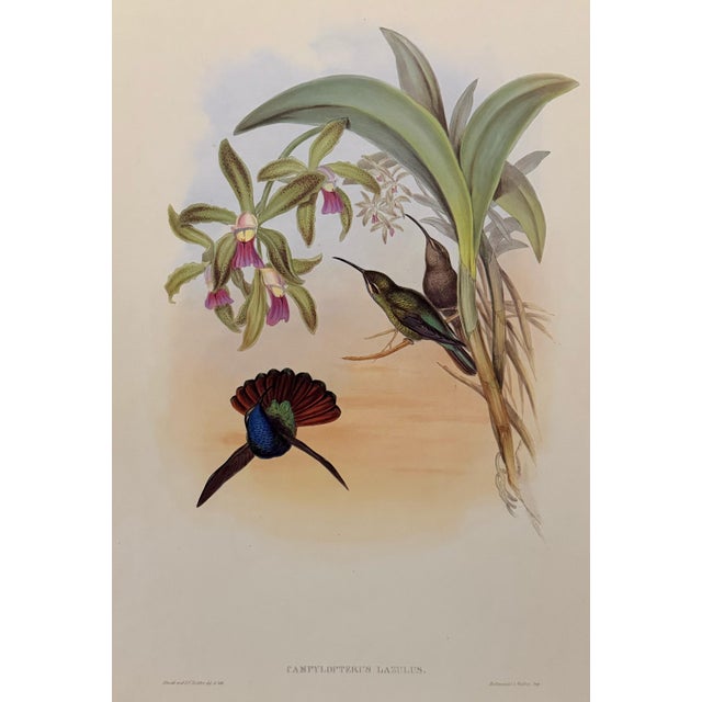 1990s John Gould Framed Print, Lazuline Sabre Wing Hummingbird (Plate 44- Hill House Edition) For Sale - Image 4 of 9