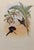 1990s John Gould Framed Print, Lazuline Sabre Wing Hummingbird (Plate 44- Hill House Edition) For Sale - Image 4 of 9