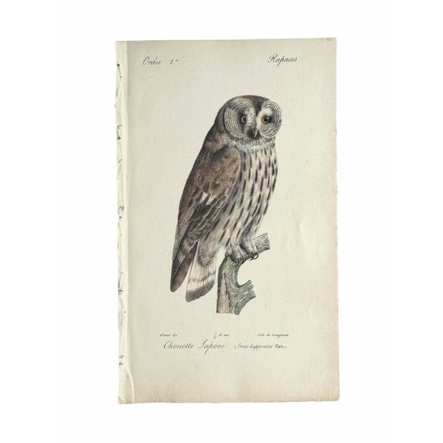 Early 19th Century 1828 Framed Great Grey Owl by Werner | Hand-Colored Bird Print For Sale - Image 5 of 5