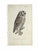 Early 19th Century 1828 Framed Great Grey Owl by Werner | Hand-Colored Bird Print For Sale - Image 5 of 5