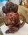 Just in! This majolica glazed jug or pitcher is of a Pug Dog, made in Staffordshire, England, late 19th century. These...