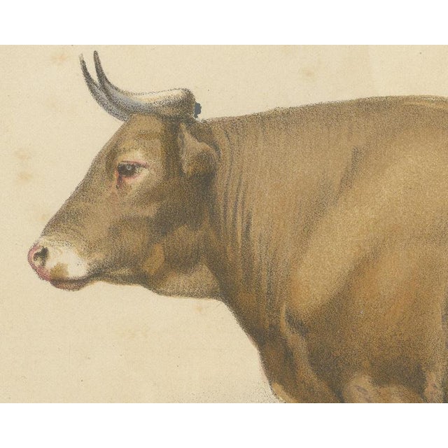 Borie, Bresse Ox, French Cattle Breed, 1863, Chromolithograph For Sale - Image 4 of 9