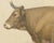 Borie, Bresse Ox, French Cattle Breed, 1863, Chromolithograph For Sale - Image 4 of 9