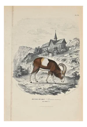 Paul Gervais, Mouflon Musmon, Original Lithograph, 1854