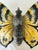 Offering a collectible Moth wall piece. Add this to your wall composition to add visual interest. It is probably from...