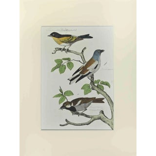 Johann Friedrich Naumann, Sparrow, Etching, 1840 For Sale