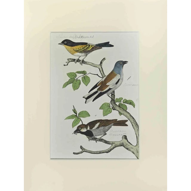 Johann Friedrich Naumann, Sparrow, Etching, 1840 For Sale