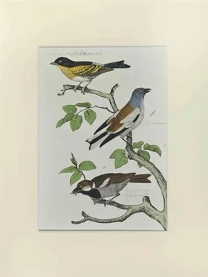 Johann Friedrich Naumann, Sparrow, Etching, 1840